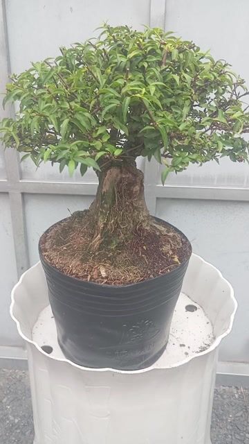 Mai Chiếu Thủy Cao 30cm Lũa tự nhiên. Mua bán Cây cảnh, đồ trang trí tại Huyện Củ Chi Tp Hồ Chí Minh được đăng bởi Cây kiểng giá rẻ LT1 hình 1