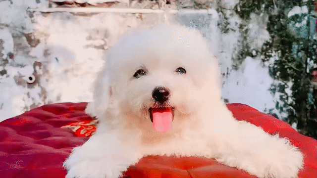 Chó Bichon Trắng. Mua bán Chó tại Quận Nam Từ Liêm Hà Nội được đăng bởi Nguyễn Thanh Thư hình 1