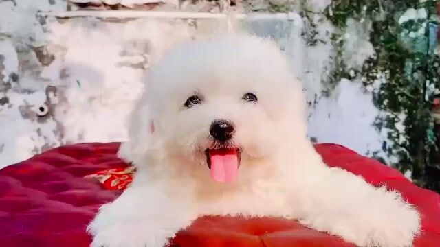 Chó Bichon Trắng. Mua bán Chó tại Quận Nam Từ Liêm Hà Nội được đăng bởi Nguyễn Thanh Thư hình 1