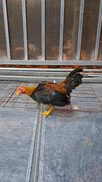 Gà tre Đực. Mua bán Gà tại Huyện Củ Chi Tp Hồ Chí Minh được đăng bởi Bùi Tuấn Trung hình 1