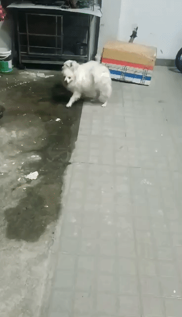 Chó Phốc Sóc Trắng Cả Hai. Mua bán Chó tại Huyện Bến Lức Long An được đăng bởi Anh Huy hình 1