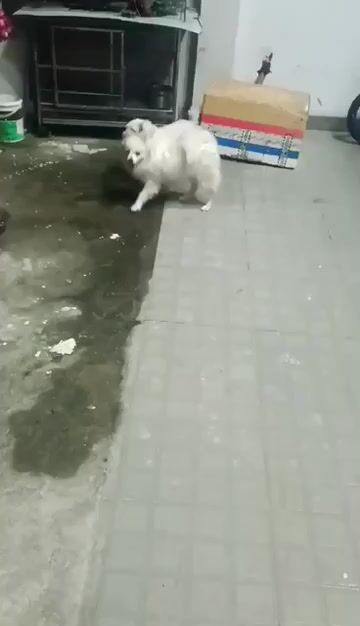 Chó Phốc Sóc Trắng Cả Hai. Mua bán Chó tại Huyện Bến Lức Long An được đăng bởi Anh Huy hình 1