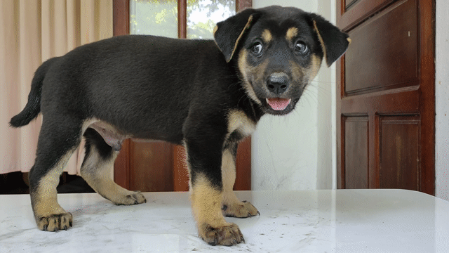Chó con Becgie và Rottweiler dễ thương.. Mua bán Chó tại Quận Hải Châu Đà Nẵng được đăng bởi Hà Phương hình 1