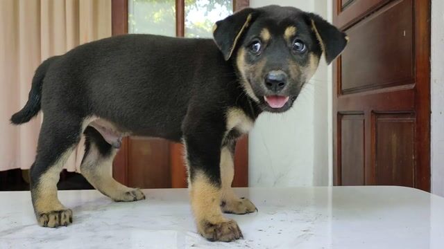 Chó con Becgie và Rottweiler dễ thương.. Mua bán Chó tại Quận Hải Châu Đà Nẵng được đăng bởi An Bảo hình 1