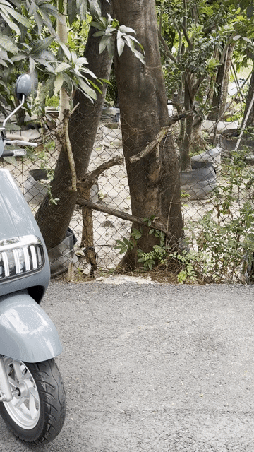 Xe máy điện Yadea OSSY 2024 Xám Xanh. Mua bán Xe máy tại Huyện Hóc Môn Tp Hồ Chí Minh được đăng bởi Khoa kenny hình 1