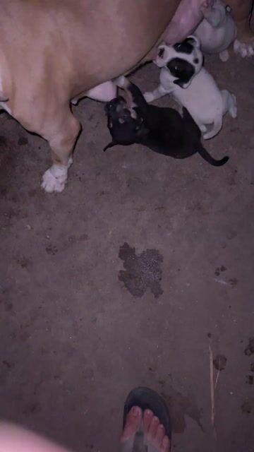 Chó Pit Bull lai chó ta. Mua bán Chó tại Thành phố Thủ Đức Tp Hồ Chí Minh được đăng bởi Hòa Lý hình 1