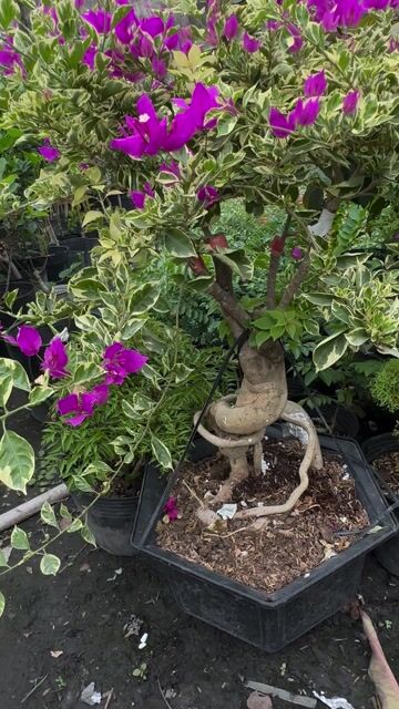 Giấy Cẩm Thạch gốc bon sai đẹp đang bông. Mua bán Cây cảnh, đồ trang trí tại Quận Gò Vấp Tp Hồ Chí Minh được đăng bởi Vườn Kiểng Nhà Nị Ny hình 1