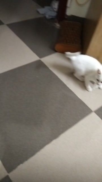 Mèo Trắng lai ALD 2 màu mắt. Mua bán Mèo tại Quận Hoàng Mai Hà Nội được đăng bởi Huyền Linh hình 1