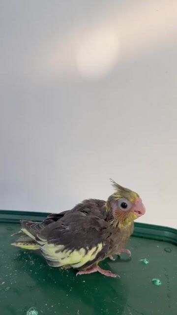 Chim Cockatiel trống khỏe mạnh. Mua bán Chim tại Quận Gò Vấp Tp Hồ Chí Minh được đăng bởi Chim Cảnh hình 1