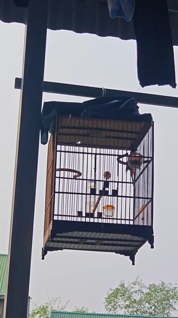 Chim chào mào mộc dở giọng chuông. Mua bán Chim tại Huyện Gia Lâm Hà Nội được đăng bởi Danh Hùng hình 1