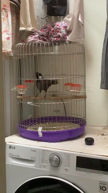 Chim chìa vôi Đen Trắng Xám Thuần 90%. Mua bán Chim tại Quận Bắc Từ Liêm Hà Nội được đăng bởi thanh hình 1