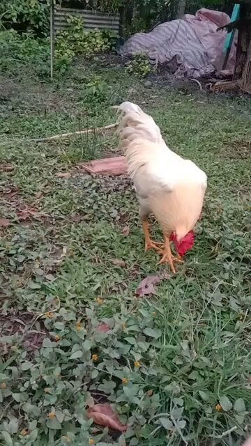 siu mỹ Việt 3k trạng còn lên. Mua bán Gà tại Huyện Lấp Vò Đồng Tháp được đăng bởi Đam mê  hình 1