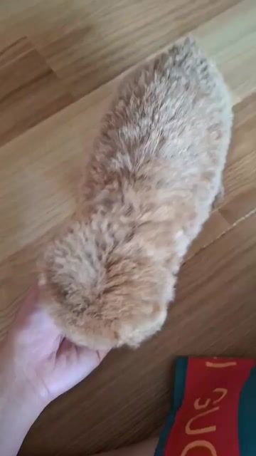 🍒🍒POODLE (Cái) TINYCUP NÂU CACAO ĐỘC LẠ 🍒🍒. Mua bán Chó tại Huyện Hóc Môn Tp Hồ Chí Minh được đăng bởi SIÊU PET SG CHANG CHANG hình 1