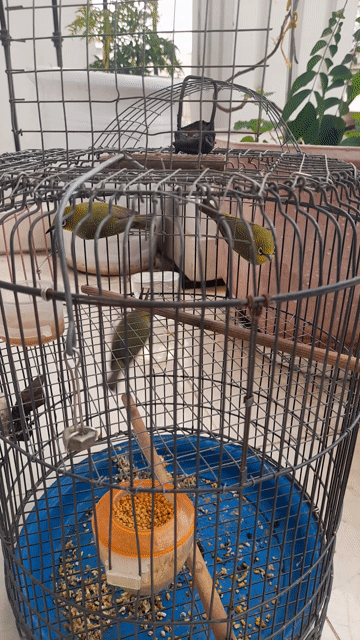 Chim khuyên xanh và lồng bẫy tự động. Mua bán Chim tại Thành phố Thủ Đức Tp Hồ Chí Minh được đăng bởi Anh Nông Dân hình 1
