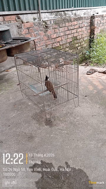 Chim chào mào 3 năm lồng. Mua bán Chim tại Huyện Hoài Đức Hà Nội được đăng bởi Hoàng Dung  hình 1