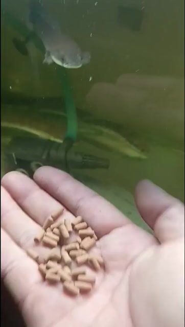 Cá lóc vảy rồng Vàng 15cm. Mua bán Thú cưng khác tại Quận Bình Tân Tp Hồ Chí Minh được đăng bởi pham truong nhat hình 1