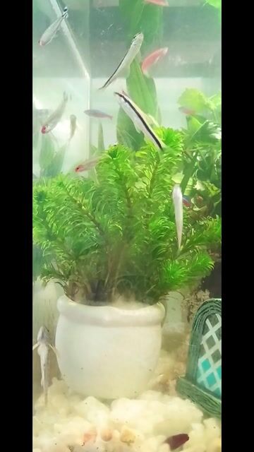 Cây thủy sinh Rong đuôi chó. Mua bán Cây cảnh, đồ trang trí tại Quận Liên Chiểu Đà Nẵng được đăng bởi Trương Ngân Hà hình 1
