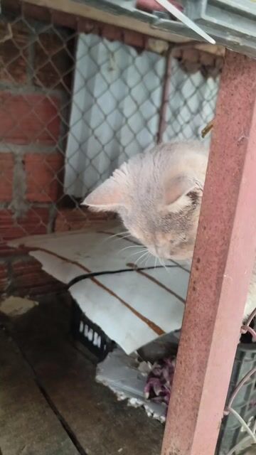 Mèo ALN màu Xám. Mua bán Mèo tại Huyện Thuỷ Nguyên Hải Phòng được đăng bởi tiachopgm hình 1