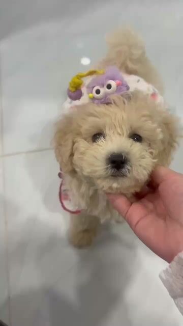 Chó Con Poodle Trắng Kem teacup Siêu Cute 3th. Mua bán Chó tại Quận Bình Thạnh Tp Hồ Chí Minh được đăng bởi Lê Dương Diệp Kha hình 1