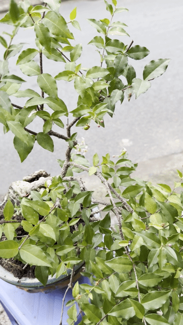 Cây cảnh Hồng ngọc mai dáng đổ. Mua bán Cây cảnh, đồ trang trí tại Quận Ninh Kiều Cần Thơ được đăng bởi ĐTDĐ HỒNG ĐĂNG hình 1