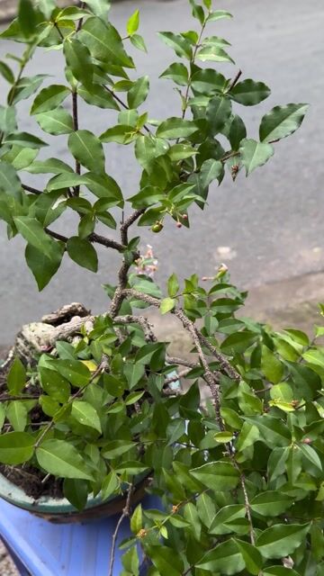 Cây cảnh Hồng ngọc mai dáng đổ. Mua bán Cây cảnh, đồ trang trí tại Quận Ninh Kiều Cần Thơ được đăng bởi ĐTDĐ HỒNG ĐĂNG hình 1