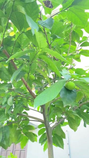 Chanh nếp ruột đỏ 2m Khỏe. Mua bán Cây cảnh, đồ trang trí tại Huyện Đông Hưng Thái Bình được đăng bởi Hồng hình 1