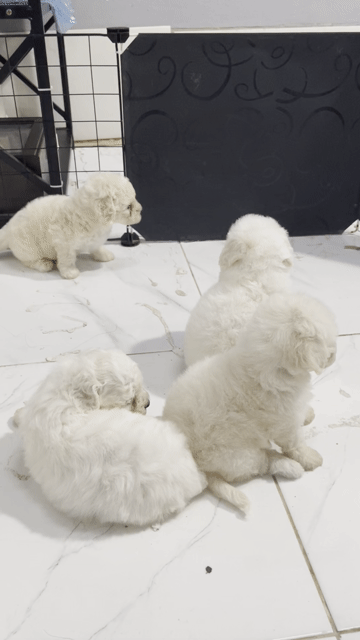 Chó Bichon Poodle lai đực trắng 35 ngày. Mua bán Chó tại Quận Cái Răng Cần Thơ được đăng bởi Đặng Lanh hình 1