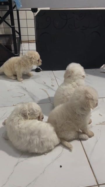Chó Bichon Poodle lai đực trắng 35 ngày. Mua bán Chó tại Quận Cái Răng Cần Thơ được đăng bởi Đặng Lanh hình 1