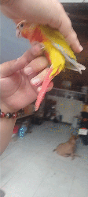 Chim Sun Conure Baby Vàng Đỏ. Mua bán Chim tại Huyện Hóc Môn Tp Hồ Chí Minh được đăng bởi Như Lê hình 1