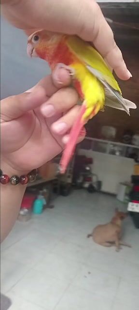 Chim Sun Conure Baby Vàng Đỏ. Mua bán Chim tại Huyện Hóc Môn Tp Hồ Chí Minh được đăng bởi Như Lê hình 1