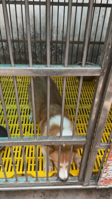 bé Corgi cái 2 tuổi thuần chủng. Mua bán Chó tại Quận Tân Bình Tp Hồ Chí Minh được đăng bởi Nguyễn Bình Thi hình 1