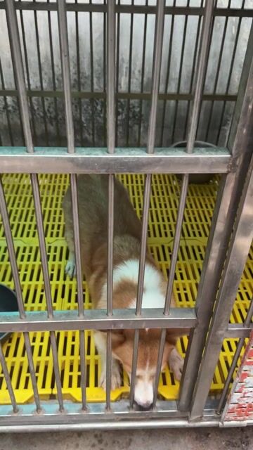 bé Corgi cái 2 tuổi thuần chủng. Mua bán Chó tại Quận Tân Bình Tp Hồ Chí Minh được đăng bởi Nguyễn Bình Thi hình 1
