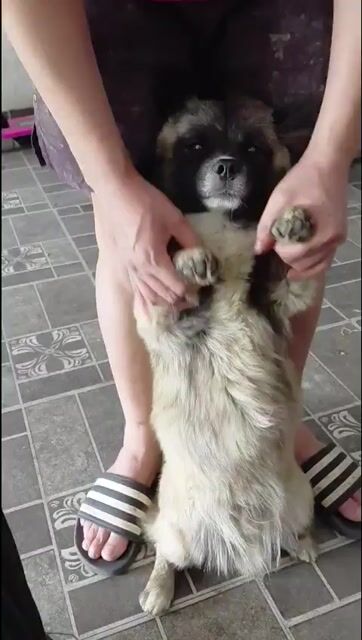 Chó Nâu vàng. Mua bán Chó tại Huyện Đan Phượng Hà Nội được đăng bởi gấu xinh hình 1