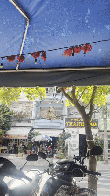 Chim Ốc Mít Đực Đã hót. Mua bán Chim tại Quận Tân Phú Tp Hồ Chí Minh được đăng bởi Mon PTS hình 1