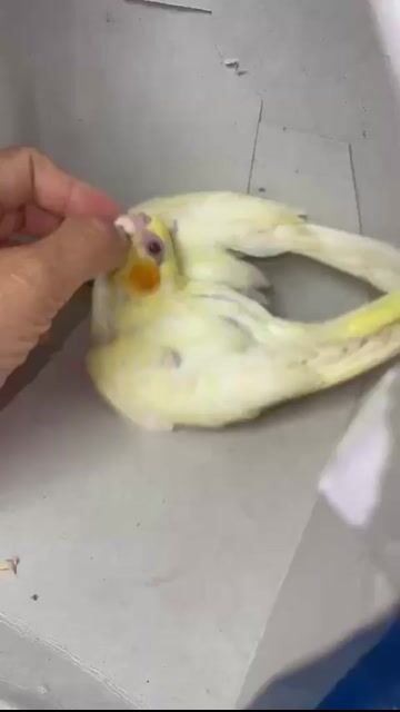 Vẹt Cockatiel Lutino non. Mua bán Chim tại Quận 8 Tp Hồ Chí Minh được đăng bởi Nguyen Le Truong Han hình 1