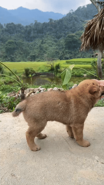 Chó Mông cộc đực 2 tháng tuổi. Mua bán Chó tại Huyện Hóc Môn Tp Hồ Chí Minh được đăng bởi nguyen van khanh hình 1