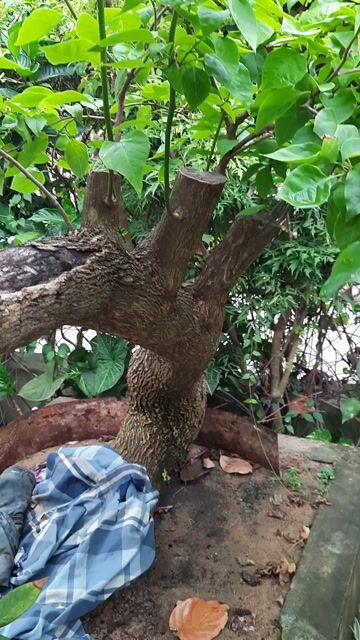 Cây cảnh. Mua bán Cây cảnh, đồ trang trí tại Thị xã An Nhơn Bình Định được đăng bởi Nguyễn Minh Tiến hình 1