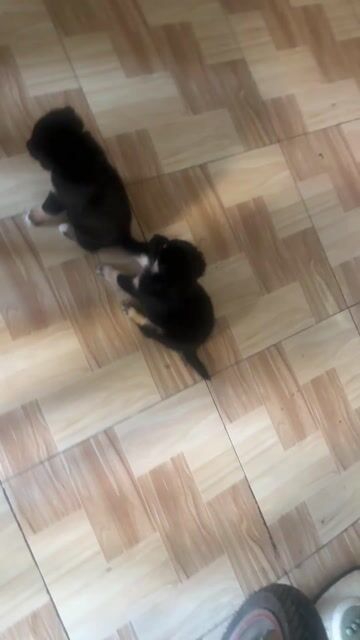 husky lai f1 ạ. Mua bán Chó tại Quận Bình Tân Tp Hồ Chí Minh được đăng bởi hải đăng hình 1