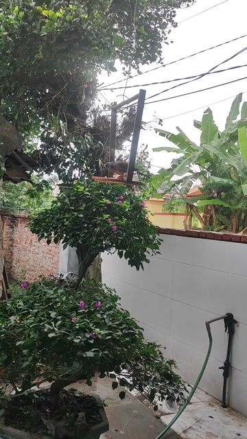 Chim malai khách cứng có lồng trần inox đi kèm. Mua bán Chim tại Thành phố Biên Hòa Đồng Nai được đăng bởi Xanh Sm hình 1