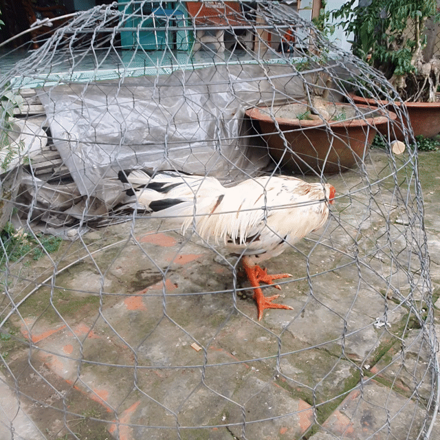 Gà Mỹ Vàng cam. Mua bán Gà tại Huyện Bình Tân Vĩnh Long được đăng bởi hoccccccccc hình 1