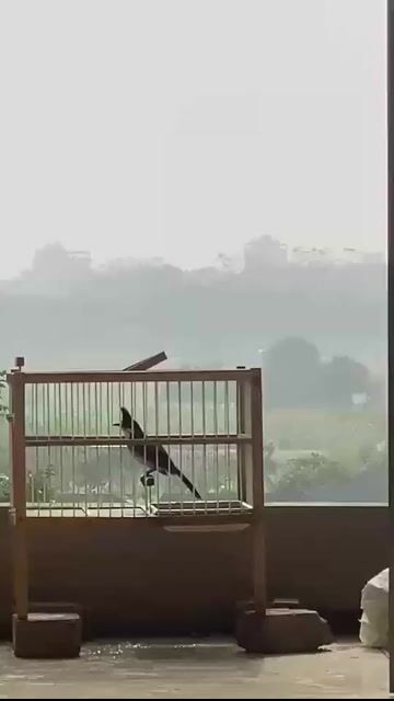mào miền giọng Hay thuần lông đẹp. Mua bán Chim tại Huyện Đông Anh Hà Nội được đăng bởi Minh Hải hình 1