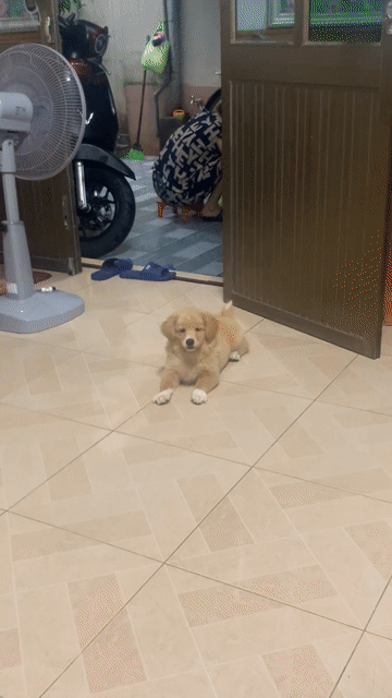 Chó Vàng kem 3 tháng tuổi. Mua bán Chó tại Quận Lê Chân Hải Phòng được đăng bởi Tên chưa cung cấp hình 1