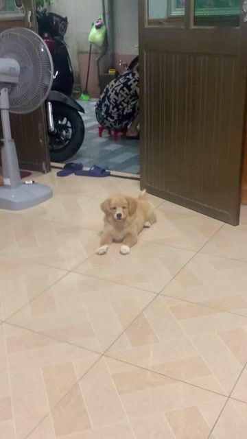 Chó Vàng kem 3 tháng tuổi. Mua bán Chó tại Quận Lê Chân Hải Phòng được đăng bởi Tên chưa cung cấp hình 1