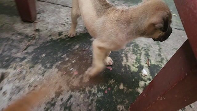 Chó Phốc Nâu vàng 50 ngày tuổi. Mua bán Chó tại Thành phố Thủ Dầu Một Bình Dương được đăng bởi THU TRANG hình 1