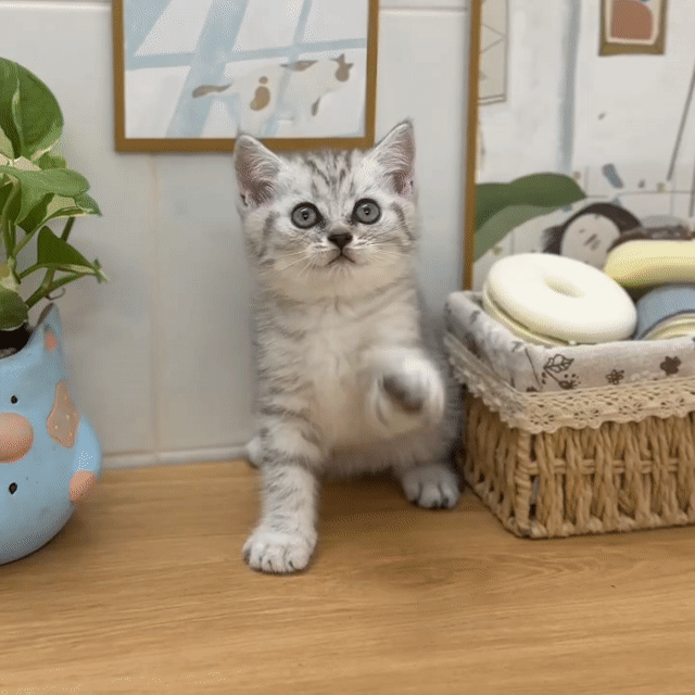 Mèo Tabby đực xám trắng đã tiêm 1 mũi. Mua bán Mèo tại Thành phố Thủ Đức Tp Hồ Chí Minh được đăng bởi quyên hình 1