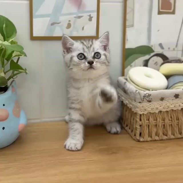 Mèo Tabby đực xám trắng đã tiêm 1 mũi. Mua bán Mèo tại Thành phố Thủ Đức Tp Hồ Chí Minh được đăng bởi quyên hình 1