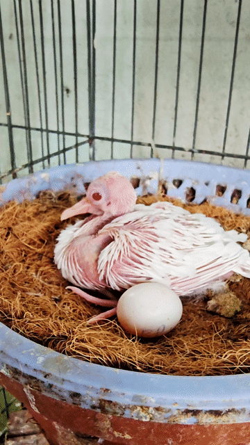CU GÁY THÁI  MẮT ĐỎ. Mua bán Chim tại Thành phố Thủ Đức Tp Hồ Chí Minh được đăng bởi Hung hình 1