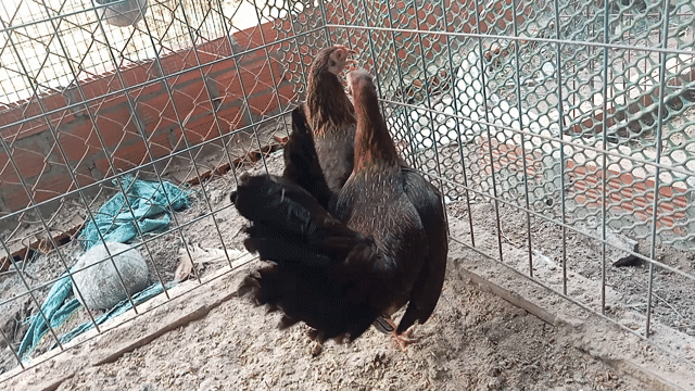gà mái Mỹ đang chịu trống 1k050. Mua bán Gà tại Huyện Hóc Môn Tp Hồ Chí Minh được đăng bởi hoạng ga hình 1