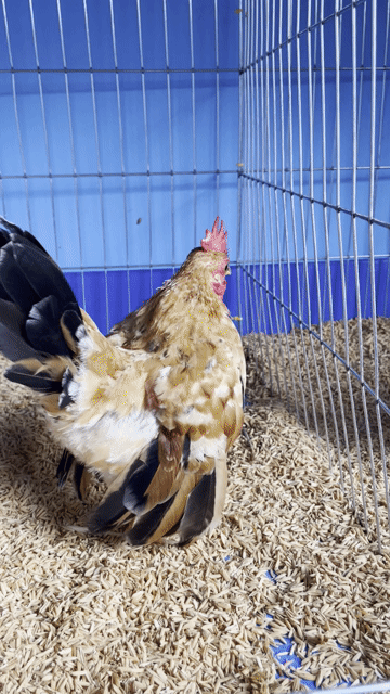 Gà Serama trống 5 tháng. Mua bán Gà tại Huyện Mỏ Cày Nam Bến Tre được đăng bởi thanh phương hình 1