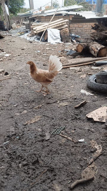 Gà Mai tre Mỹ Mái. Mua bán Gà tại Huyện Xuyên Mộc Bà Rịa - Vũng Tàu được đăng bởi Nam  hình 1